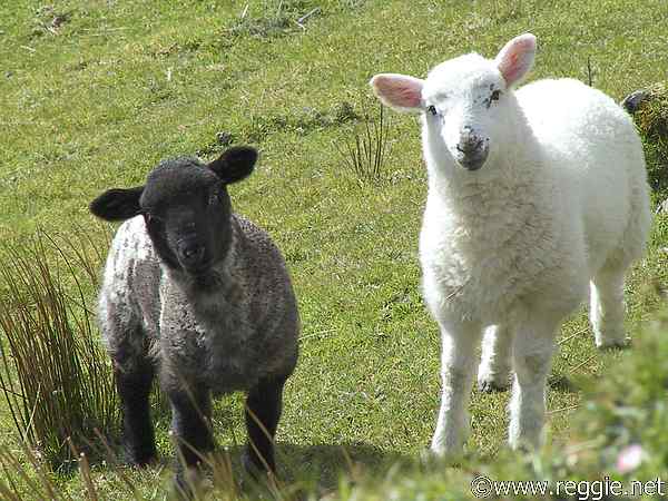 cattle,mammalia,meat,milk,beauty,goat,sheep